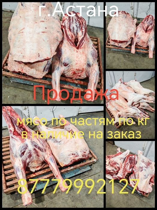 Телок телочек бычки