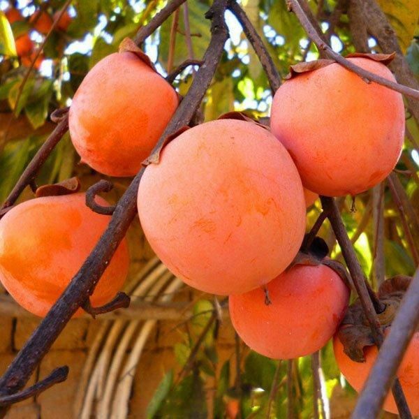 Kaki (Rosseyanka )