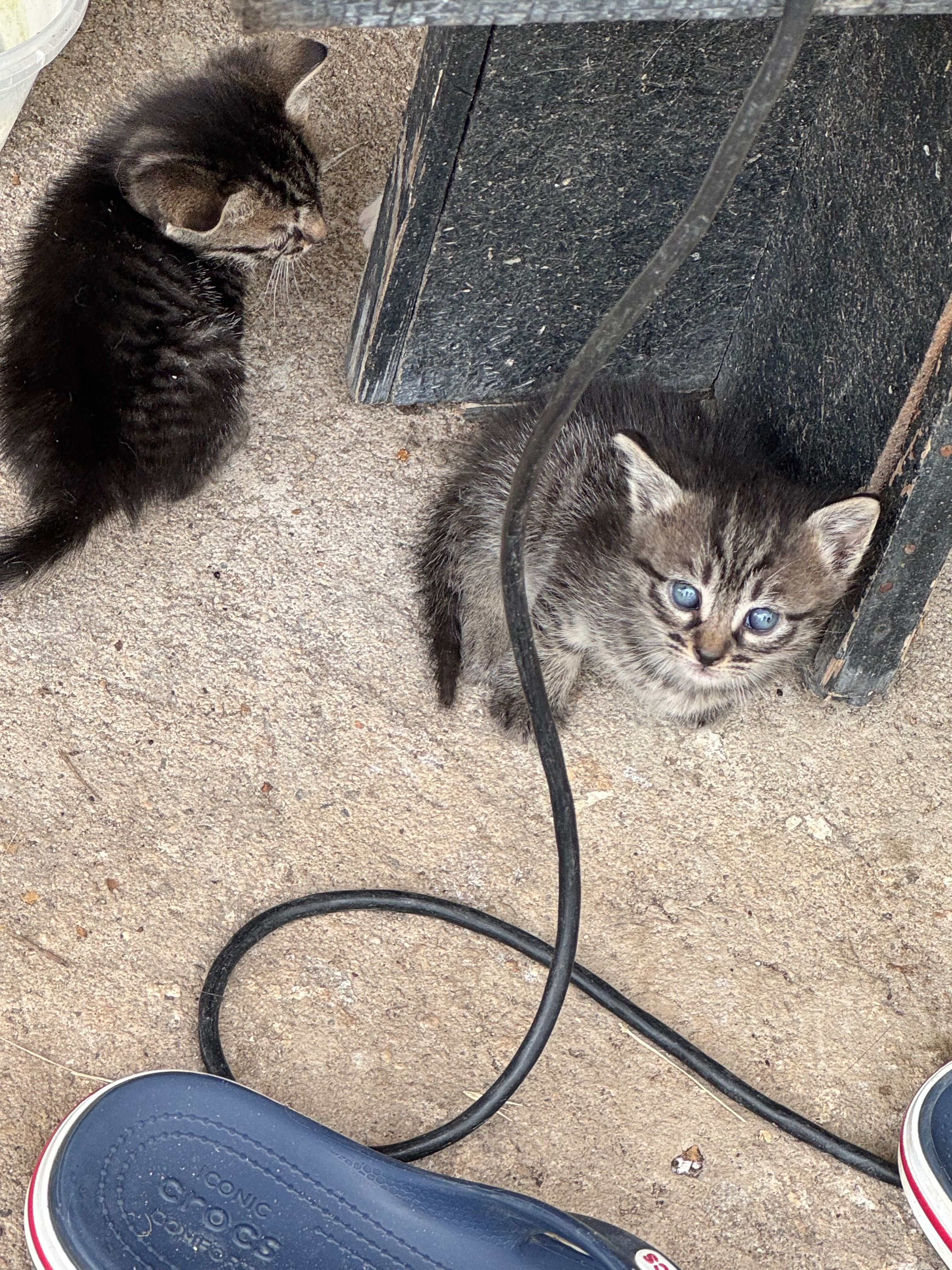 ПОДАРЯВАМ! Коте 3броя