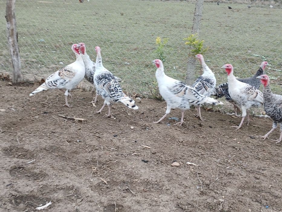 Curci de vânzare