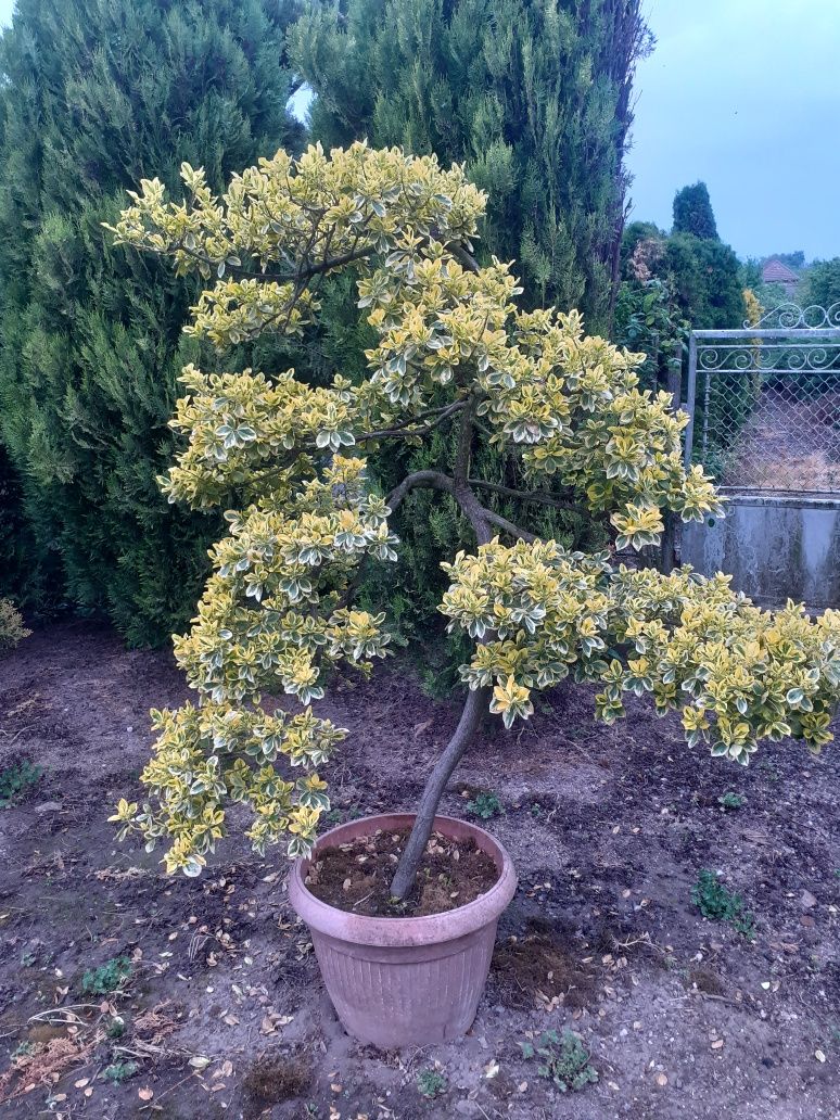 Bonsai Evonimus fortunei 1.5 m inaltime , colectie personala .