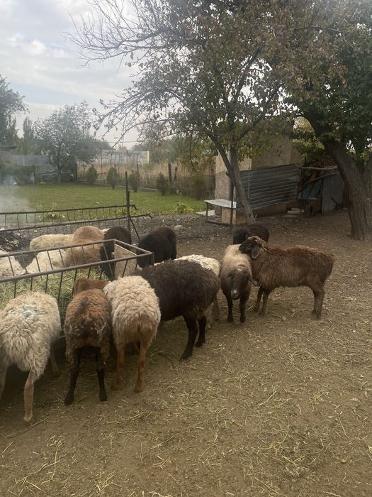 кой токты сатылады