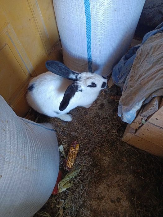 Iepuroaica Uriașul belgian