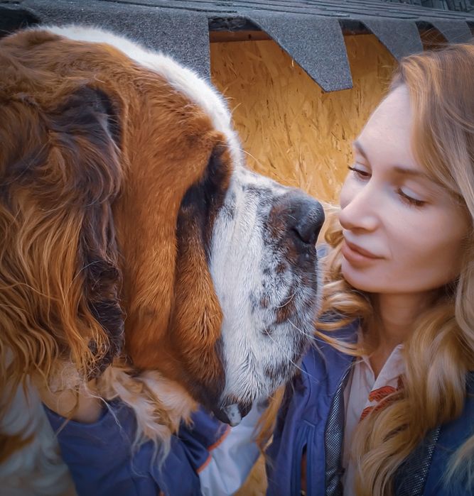 Сенбернар/Рассрочка/Питомник