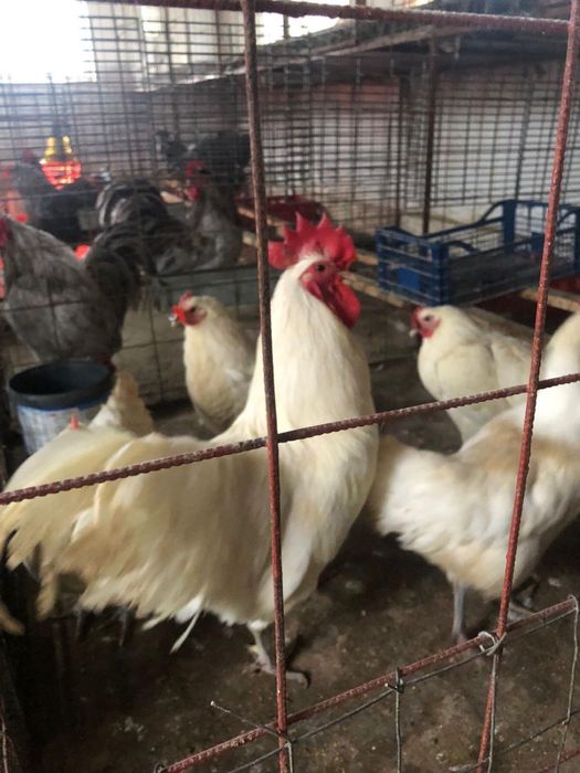 Oua araucana australorp plymouth