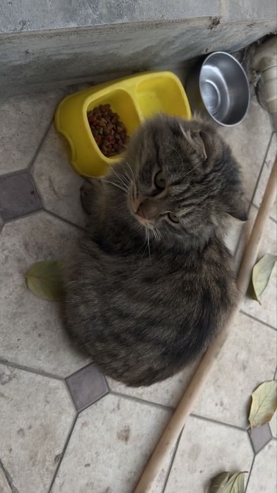 Shinshila erke 1 yosh