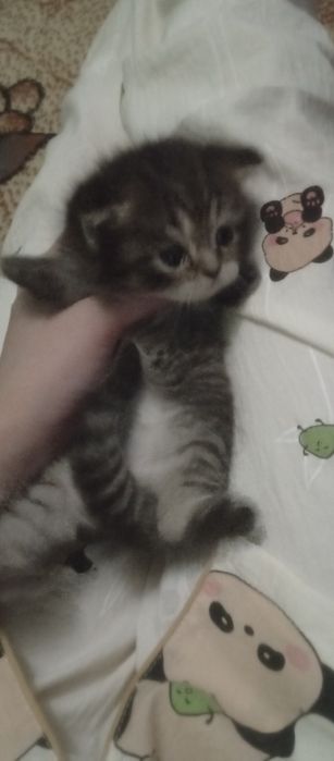 пародистые котята британский веслаух Zotli mushuklar sotiladi