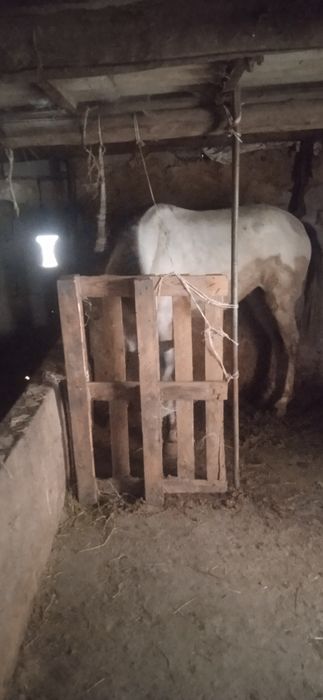 Жеребец жеребец лошади