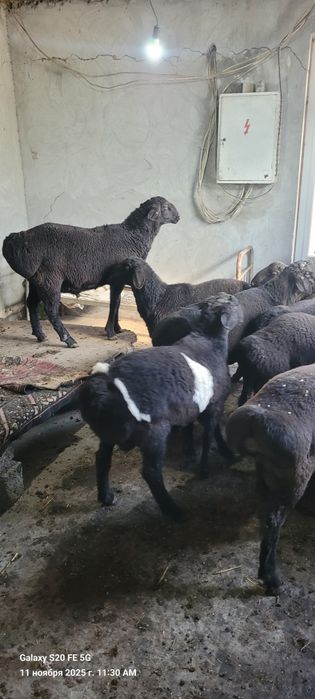 Qòchqorlar sotiladi