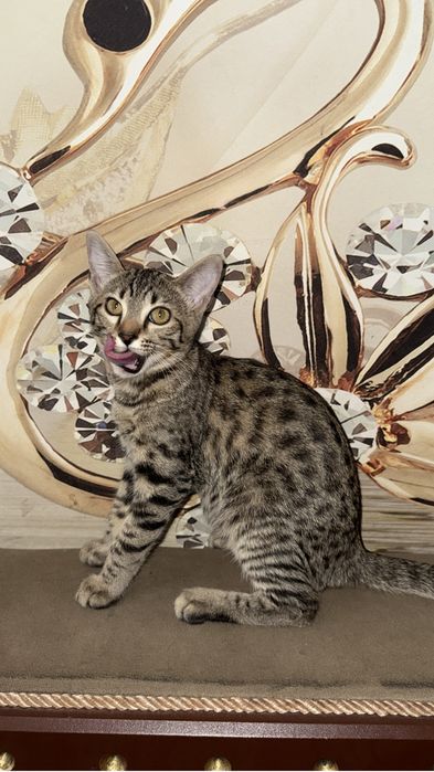 Срочно отдам котенка девочка 6 мес