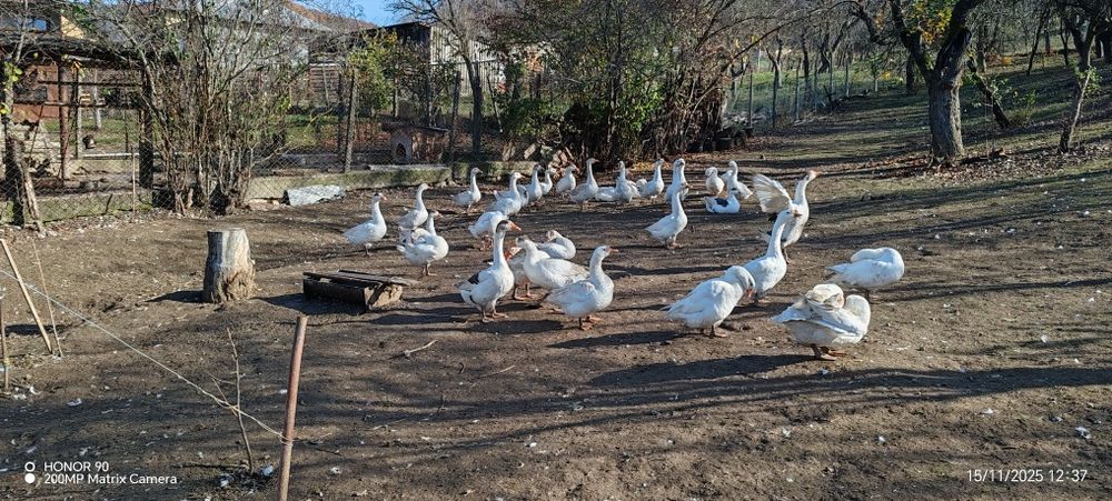 Vând gâște de anul acesta