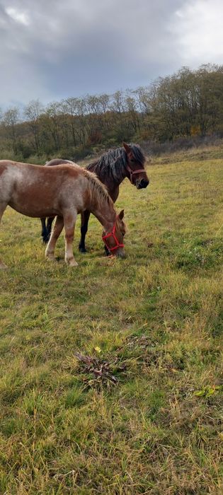 Iapa și manza.      .