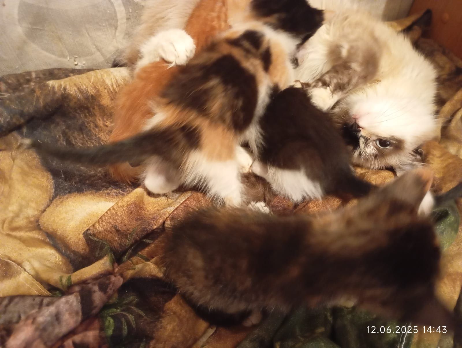 Котята в добрые руки