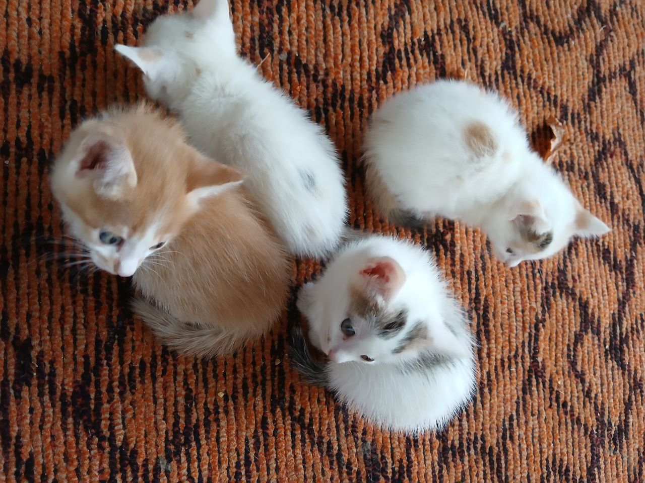 Котята в хорошие руки