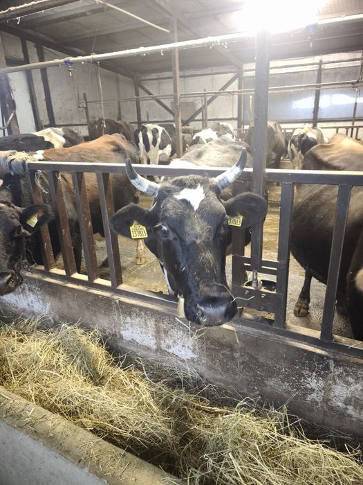 Продавам крава на 2 теле