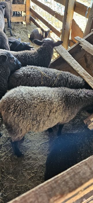 De vanzare: mielute Romanov