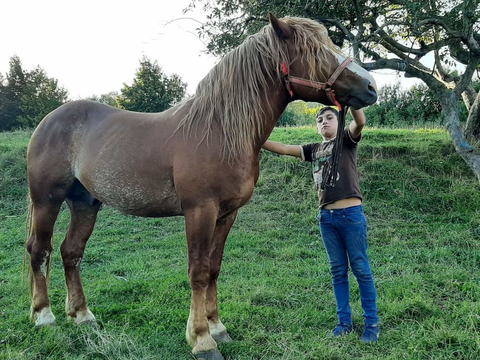 De vânzare un harmasar de 5 ani blând curat la picioare trage suta pe