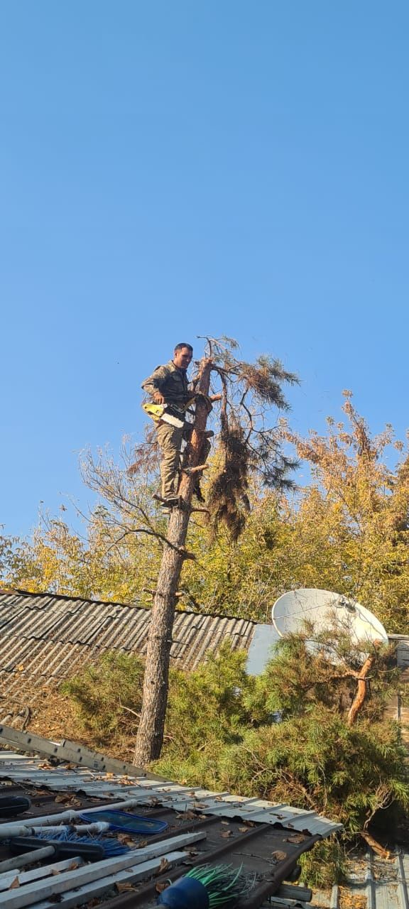 спил деревьев, обрезка дерева, дерево
агаш кесеміз