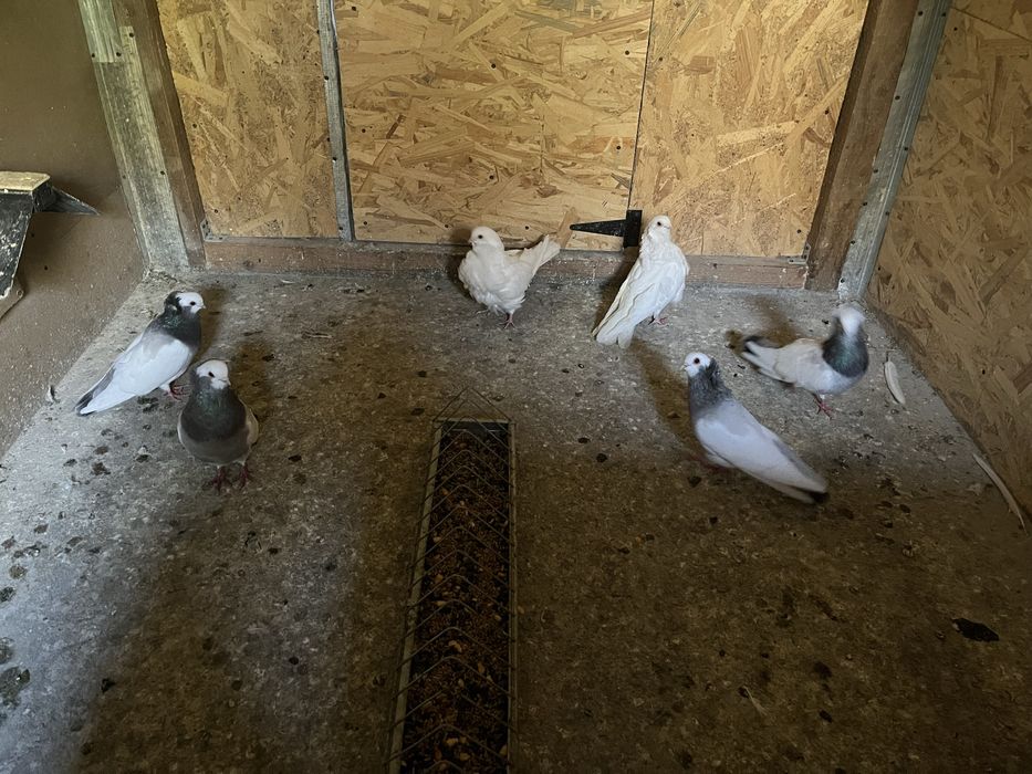 Vând porumbei de ornament