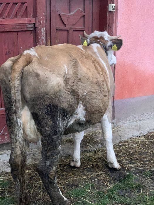 Vand doua vaci cu vitele !