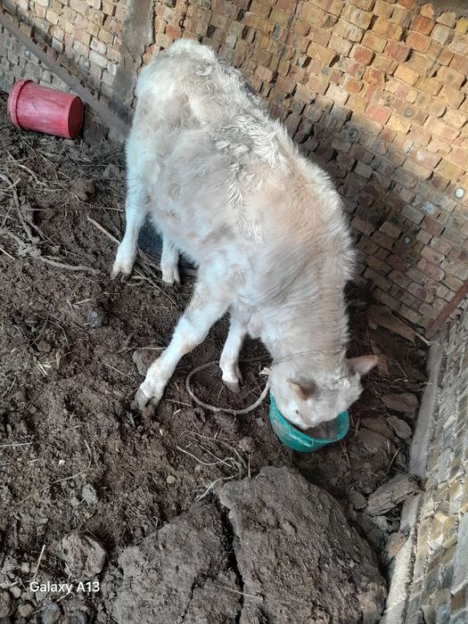 Тана 9 аилық сатылады бағасы 350.000 .