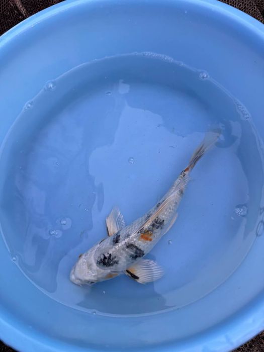 Японский карп коя