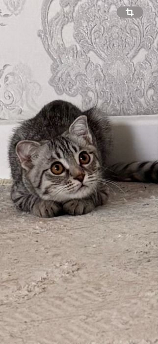 Британский короткошёрстный котёнок — серебристый табби