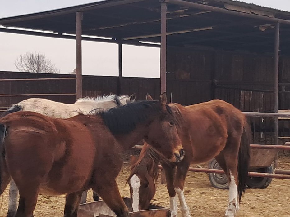 Құнажүн байталдар сатылады