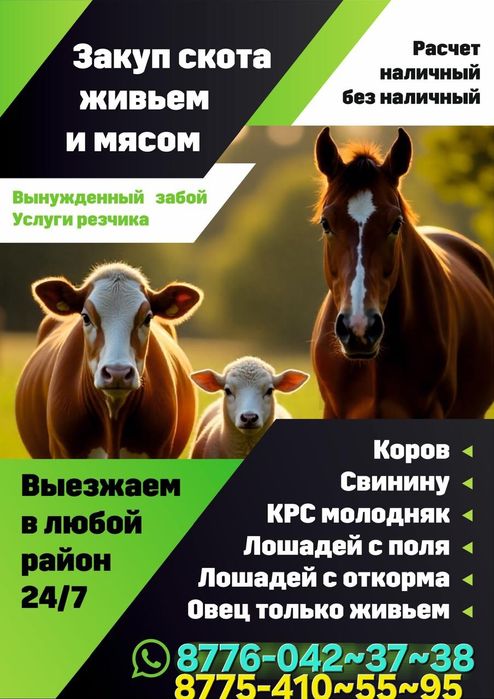 Коровы, Быки, Лошадей, Вынужденный забой.