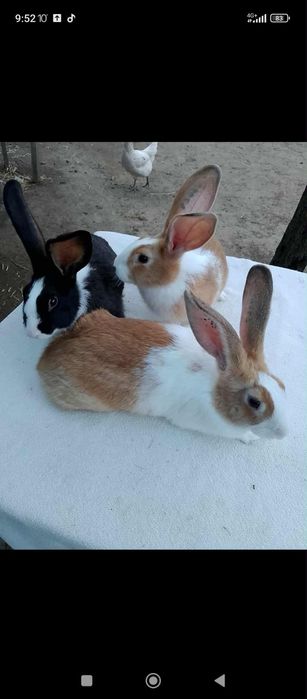 Vând iepuri hicole francez