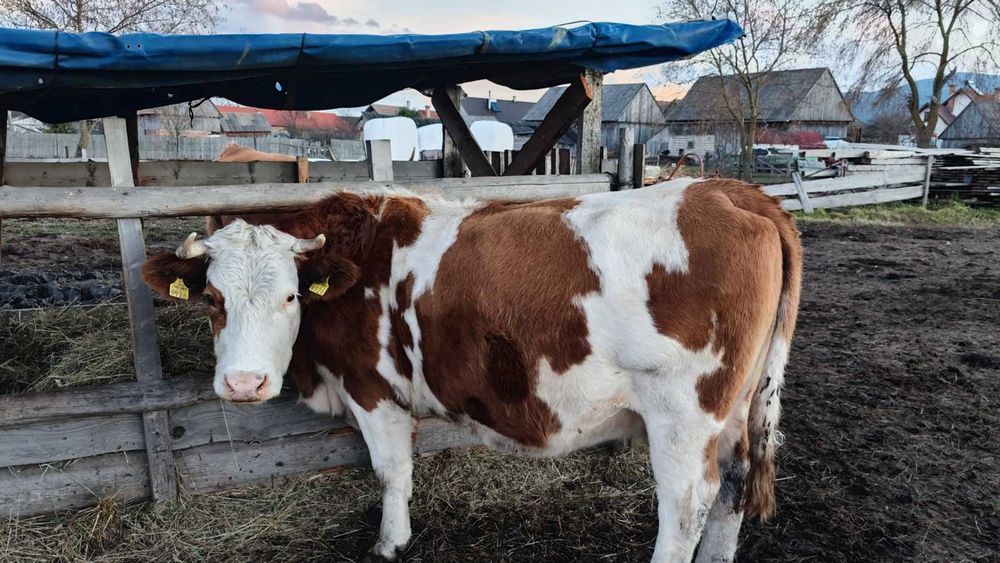 De vânzare 22 vaci bălțate roșii și un taur – în Borzont!