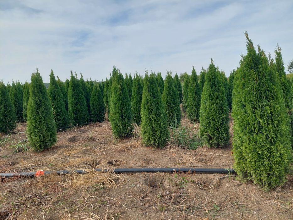 Tuia smaragd tuia leylandy poze reale