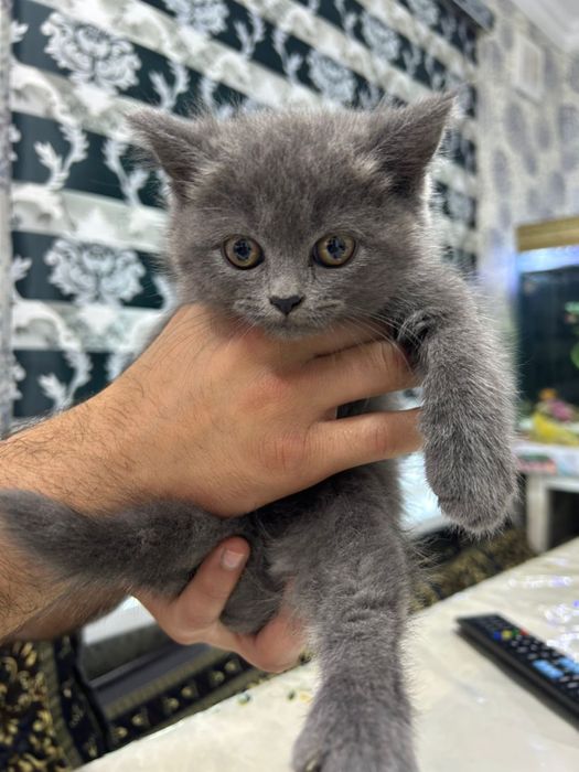 skotsh strayt 1,5 oyli tozza aqilli