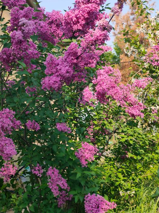 Кустарники цветущие и плодовые