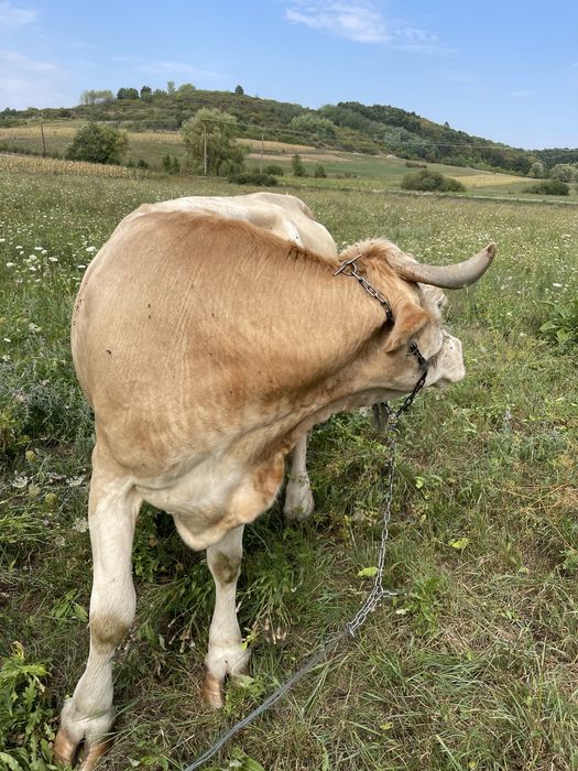 Se vinde vaca   .