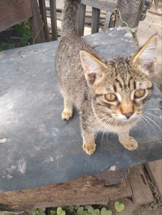 Пенсионеры пристраивают кошек хорошим людям