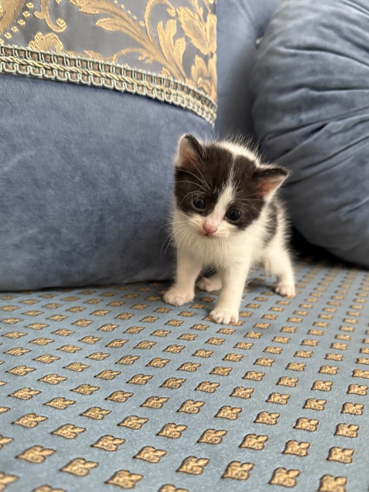 Котенка в добрые руки