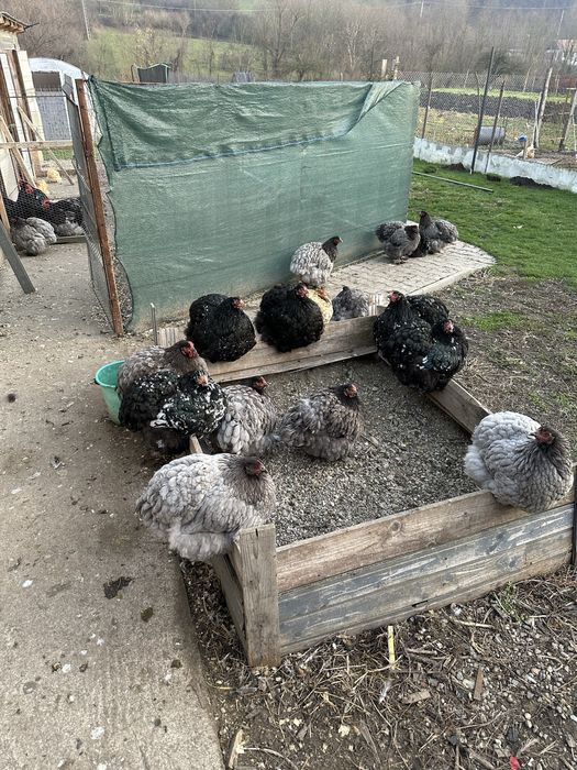 Familie cochinchina urias albastru