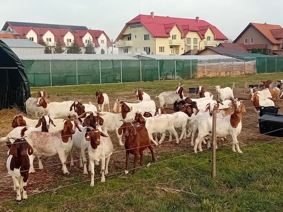 Tapi capre Iezi și iedute din rasa Boer Boier