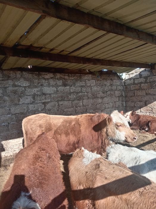 Семіз еркек падсостар