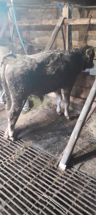 Vaca gestanta in 8 luni