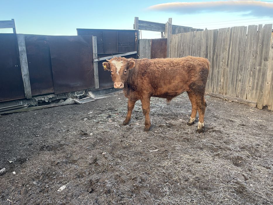 Продам. -  быков. - Упитанные.  -   Стоят.  -   На откорме.