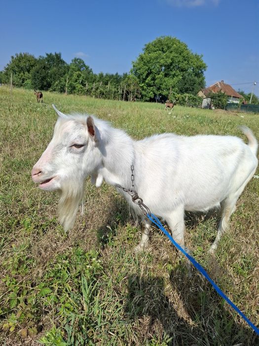Schimb sannen de doi ani
