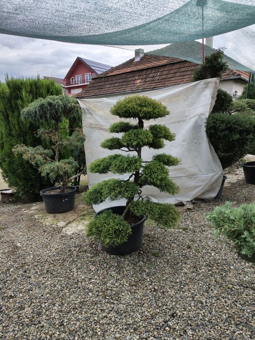Bonsai de gradina Thuja Rheingold colecție personala