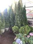Саженцы, ели, хвойные культуры