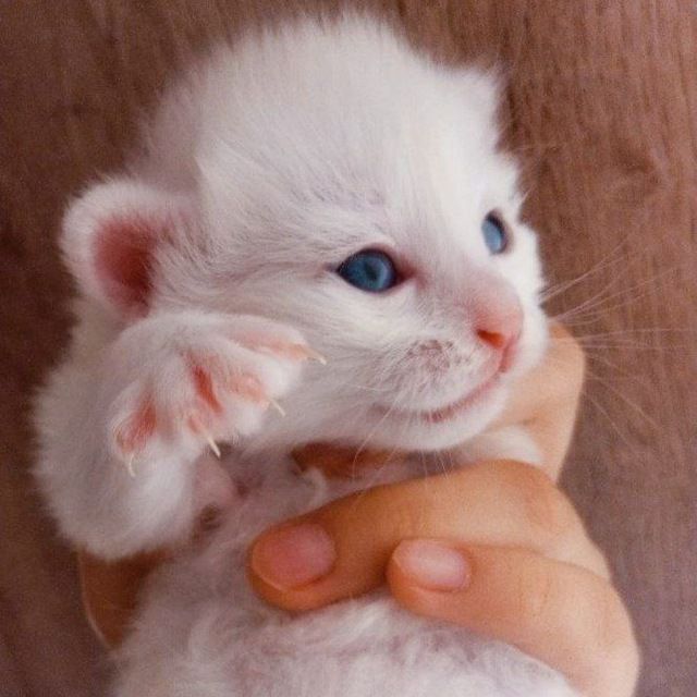 котята турецкой ангоры СРОЧНО