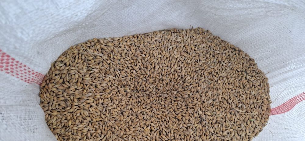 orzoaica de primăvara