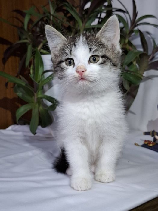 Подари Алексу семью