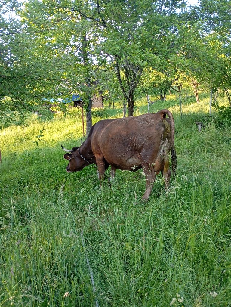 Vând vacă cu vițel de o luna sau juninca cu vitel sau vacă gestantă