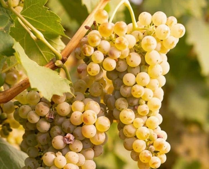 Struguri de vin de inalta calitate+ Transport Gratuit
